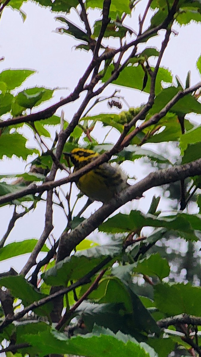 Townsend's Warbler - ML621994954