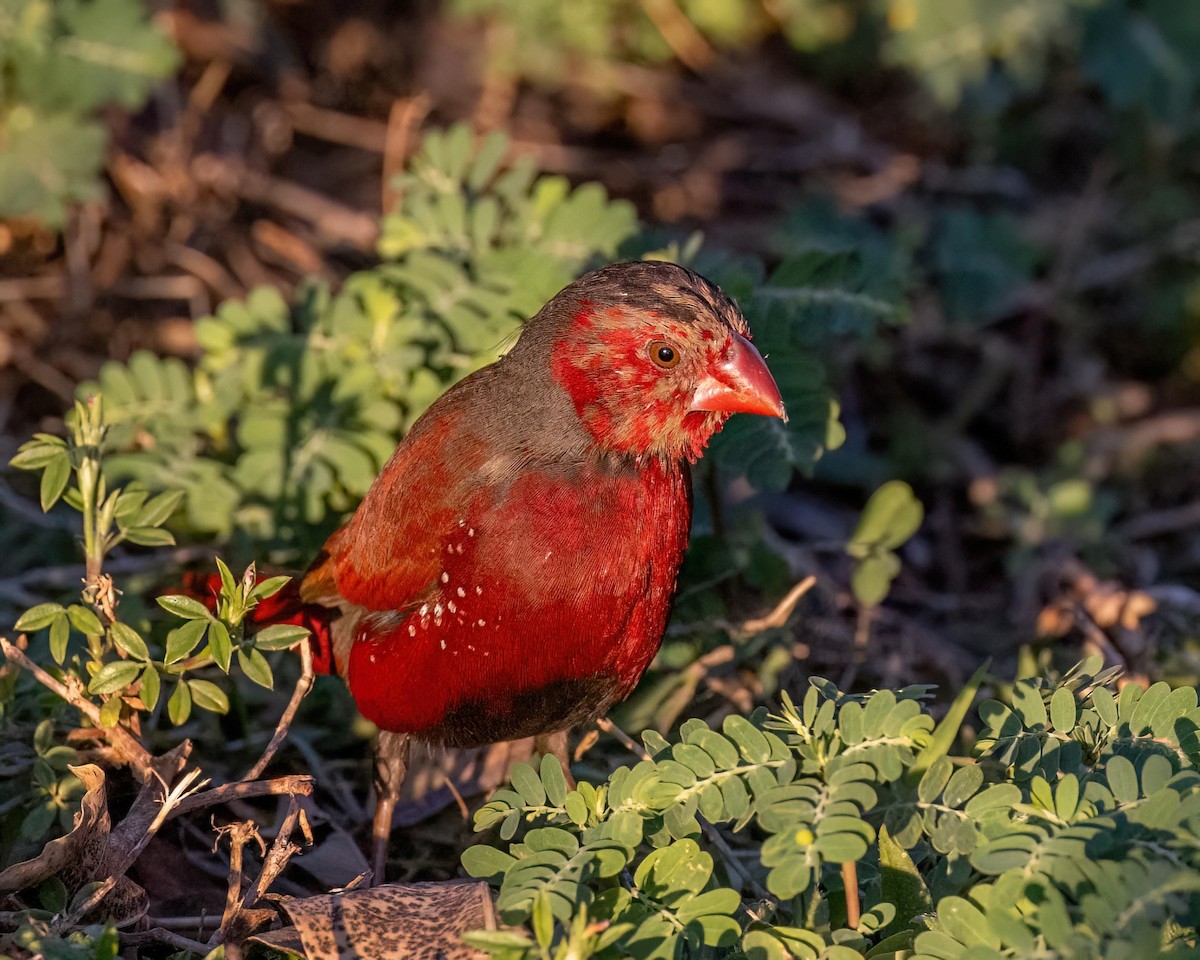 Crimson Finch - ML621994978