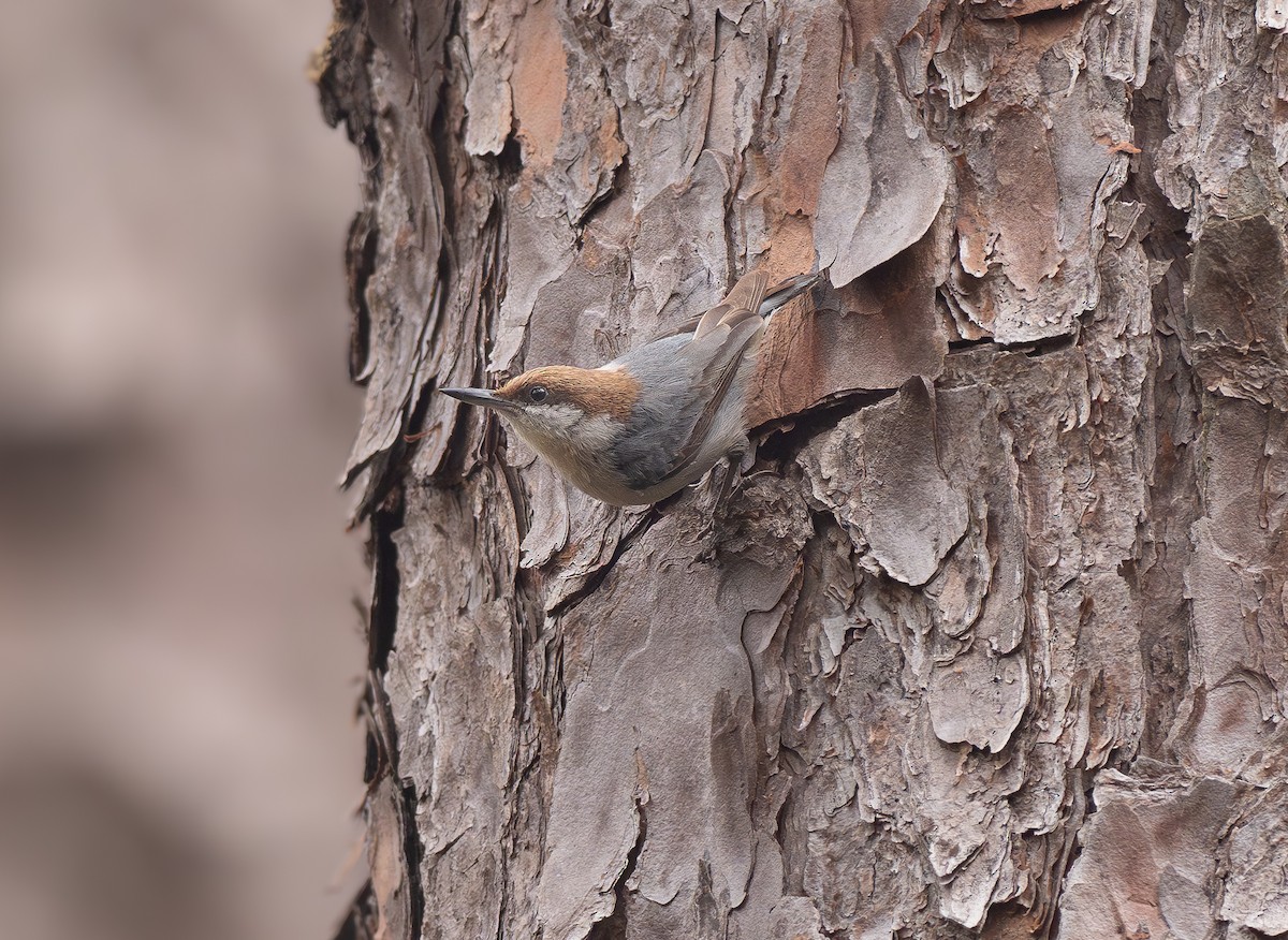 Brown-headed Nuthatch - ML621995014