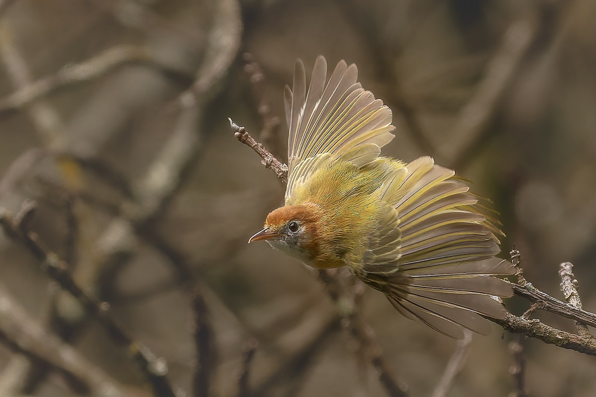 Rufous-naped Greenlet - ML621995041