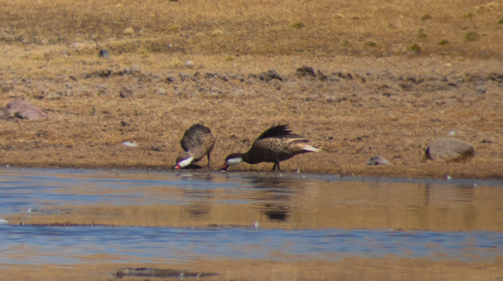 White-cheeked Pintail - ML621995051