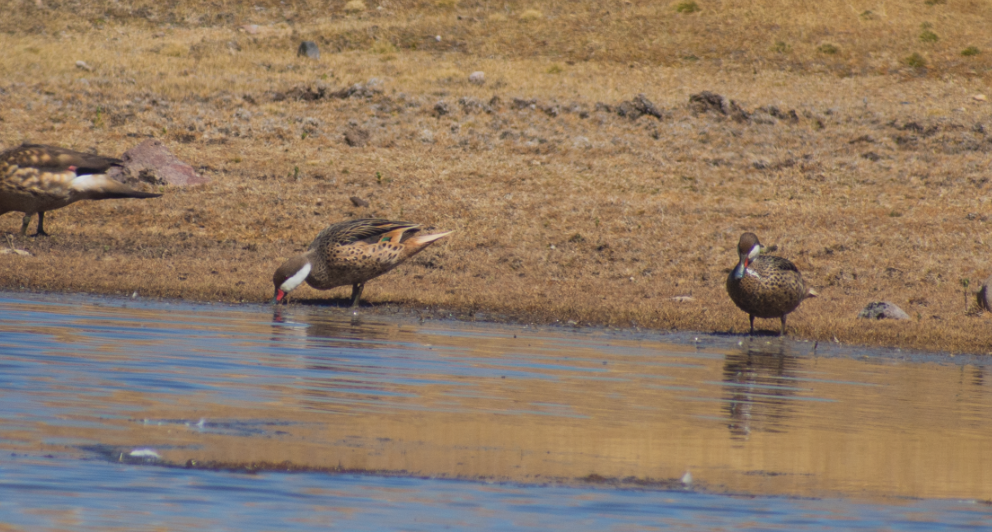 White-cheeked Pintail - ML621995052