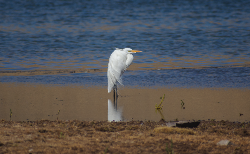 Grande Aigrette - ML621995062