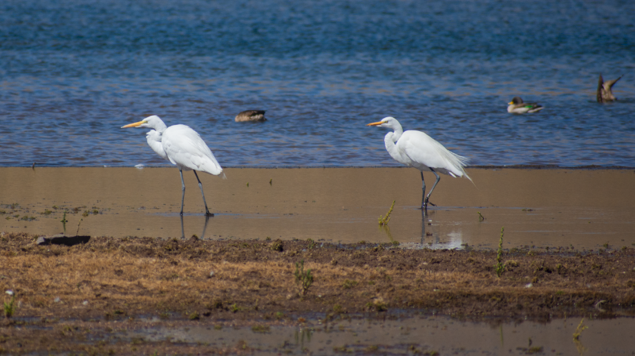 Great Egret - ML621995063