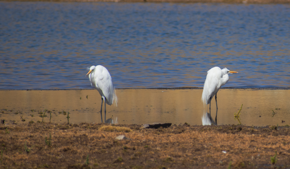 Great Egret - ML621995064