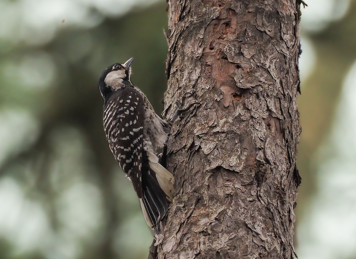 Red-cockaded Woodpecker - ML621995067