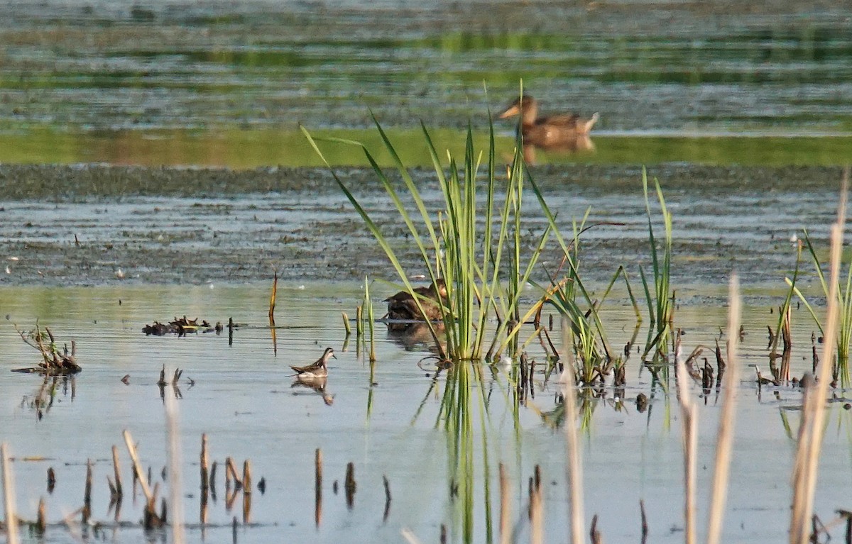 Phalarope à bec étroit - ML621995108