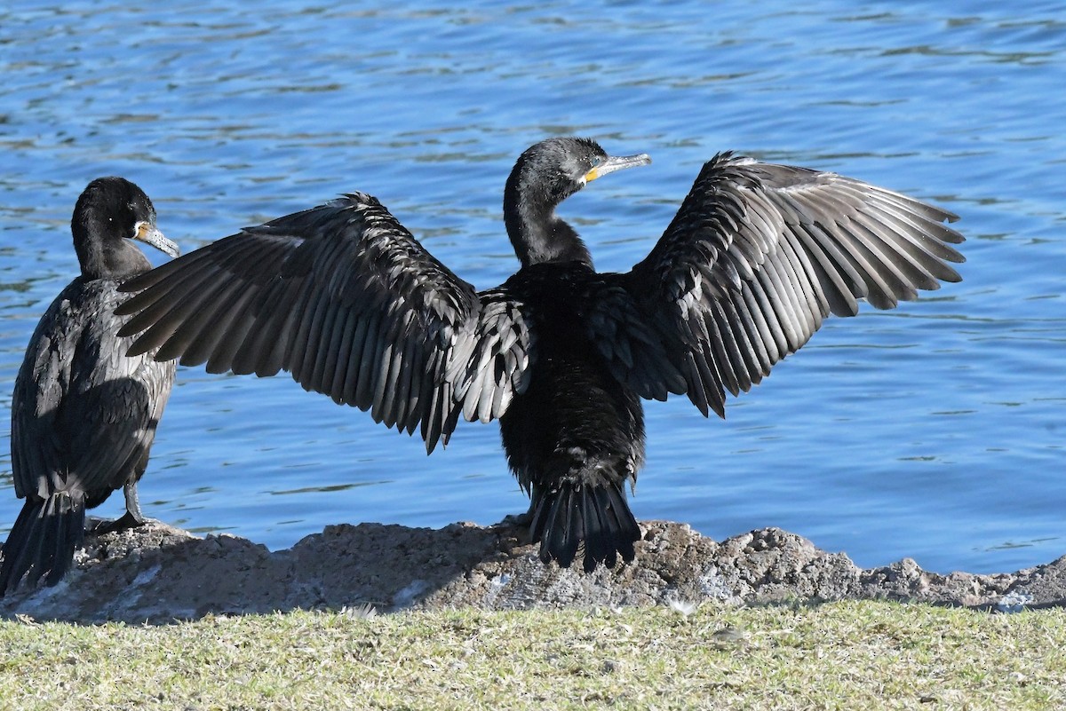 Neotropic Cormorant - ML621995109