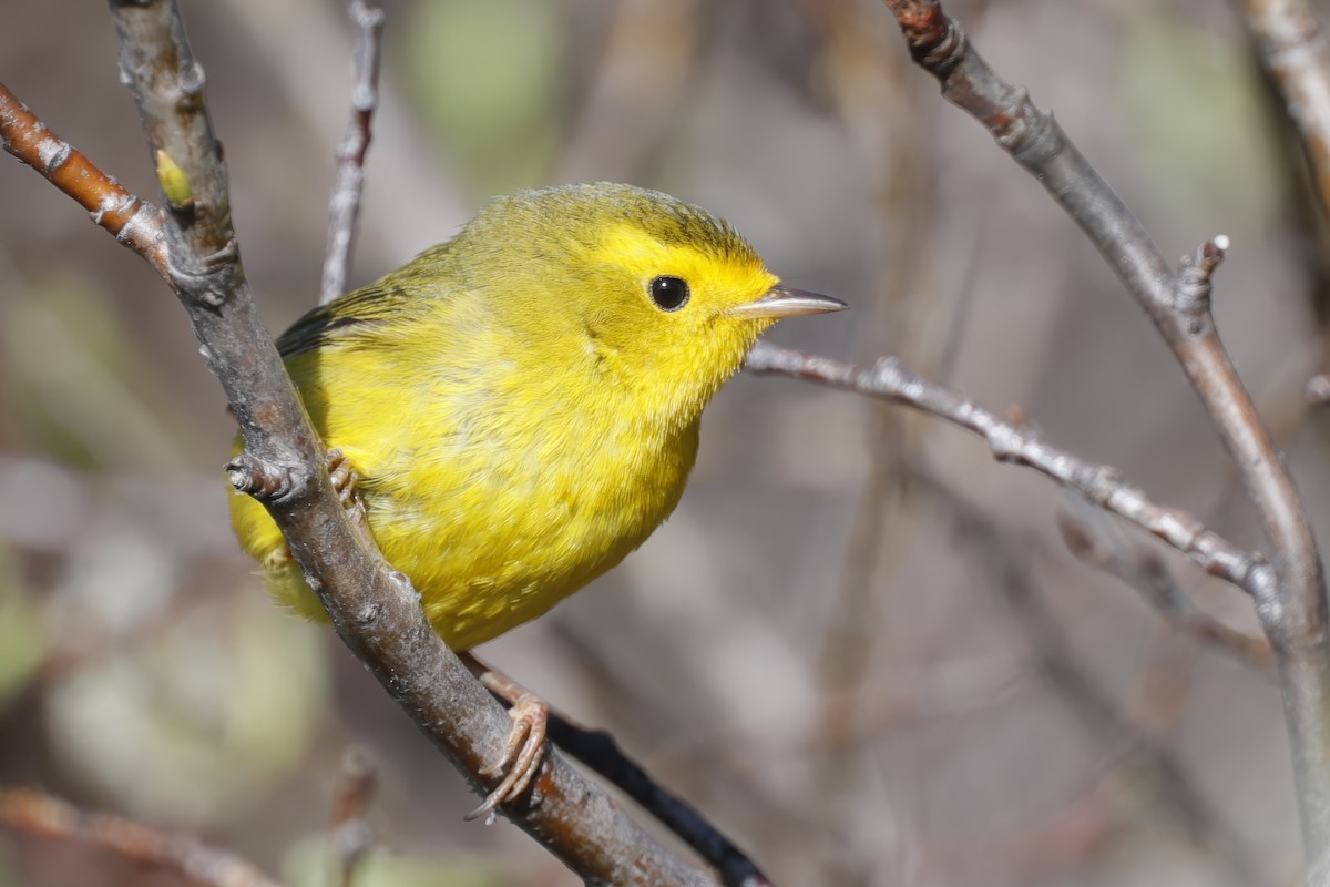 Wilson's Warbler - ML621995138