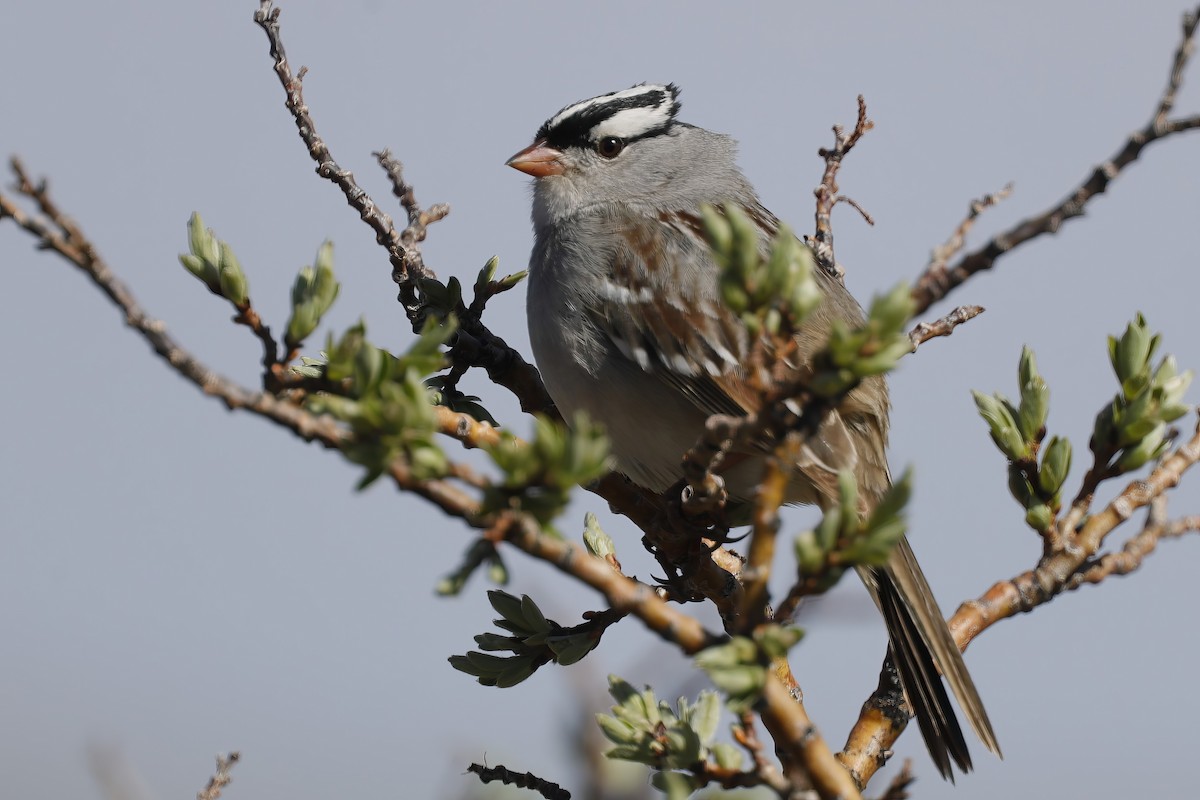 White-crowned Sparrow - ML621995141
