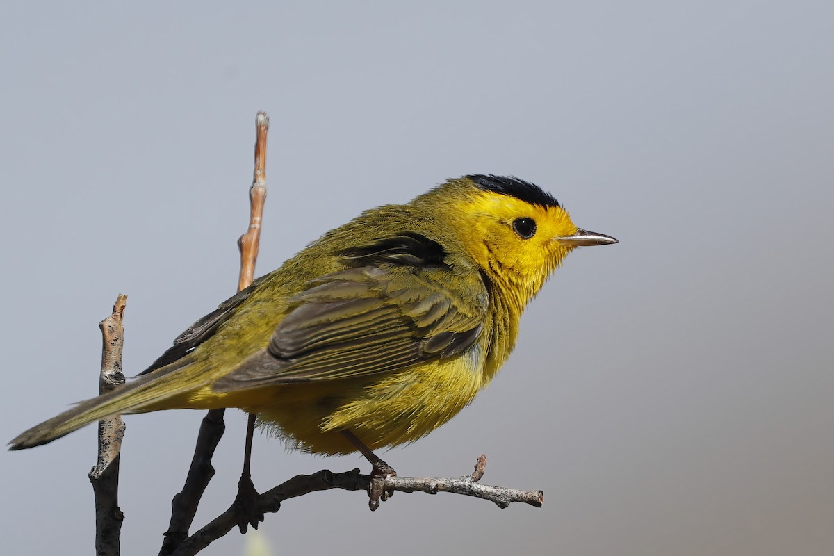 Wilson's Warbler - ML621995147