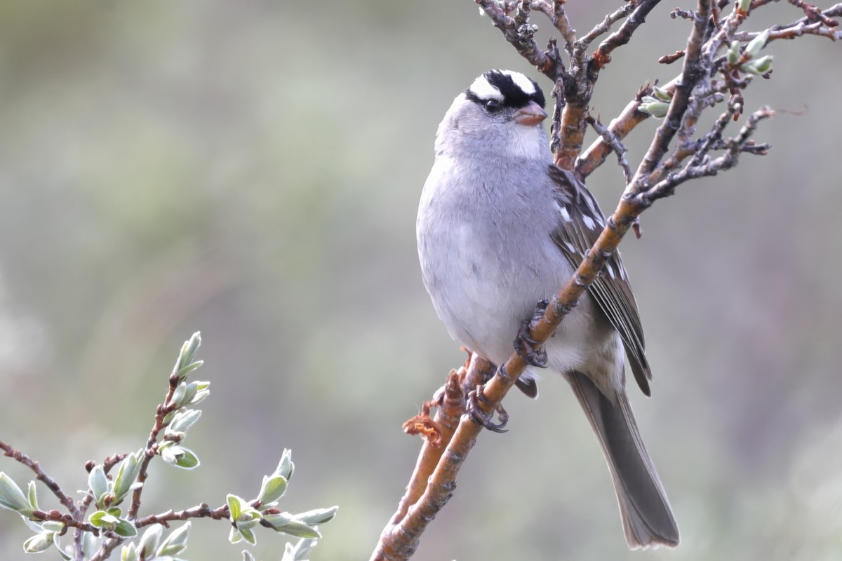 White-crowned Sparrow - ML621995150