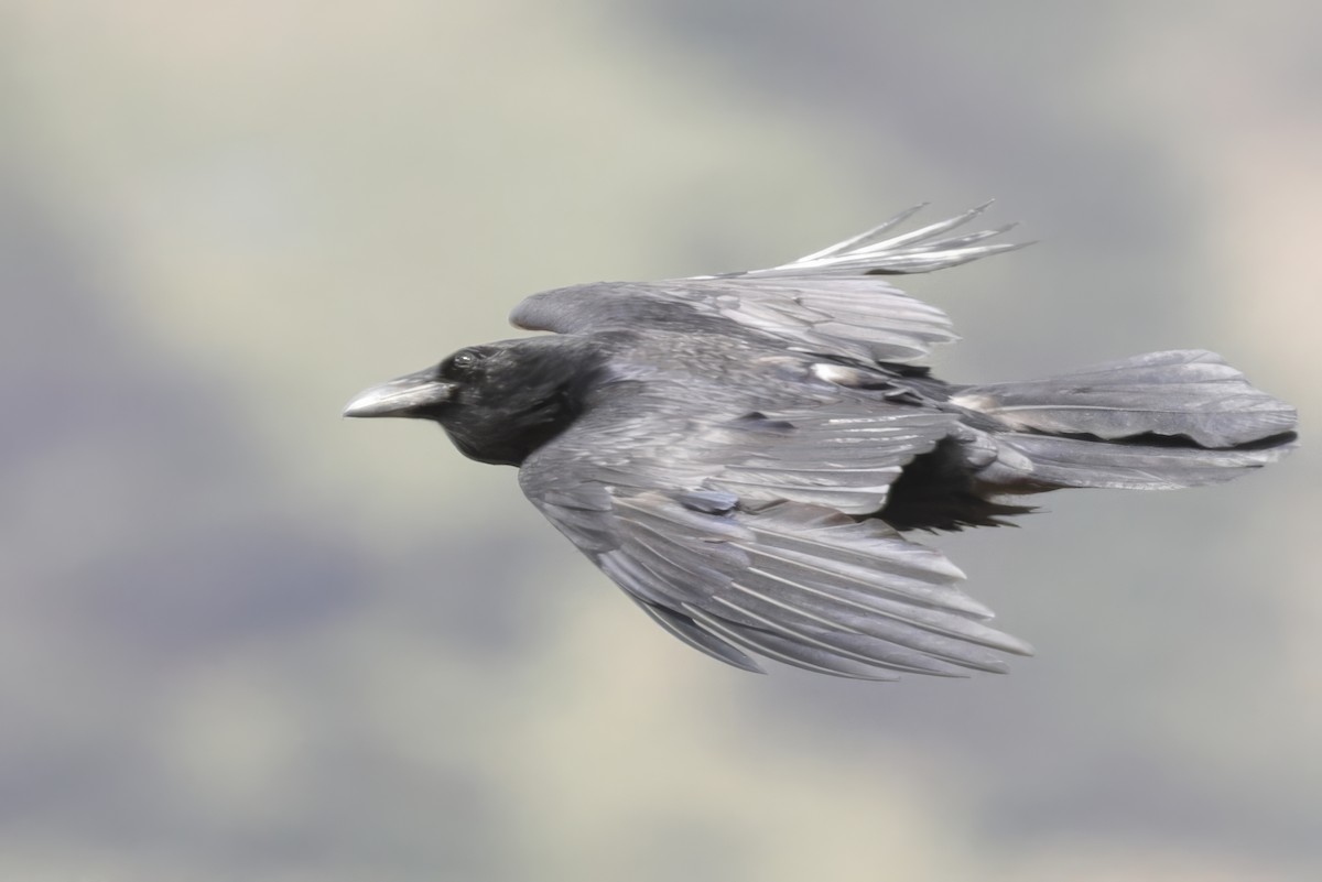 Common Raven - ML621995154
