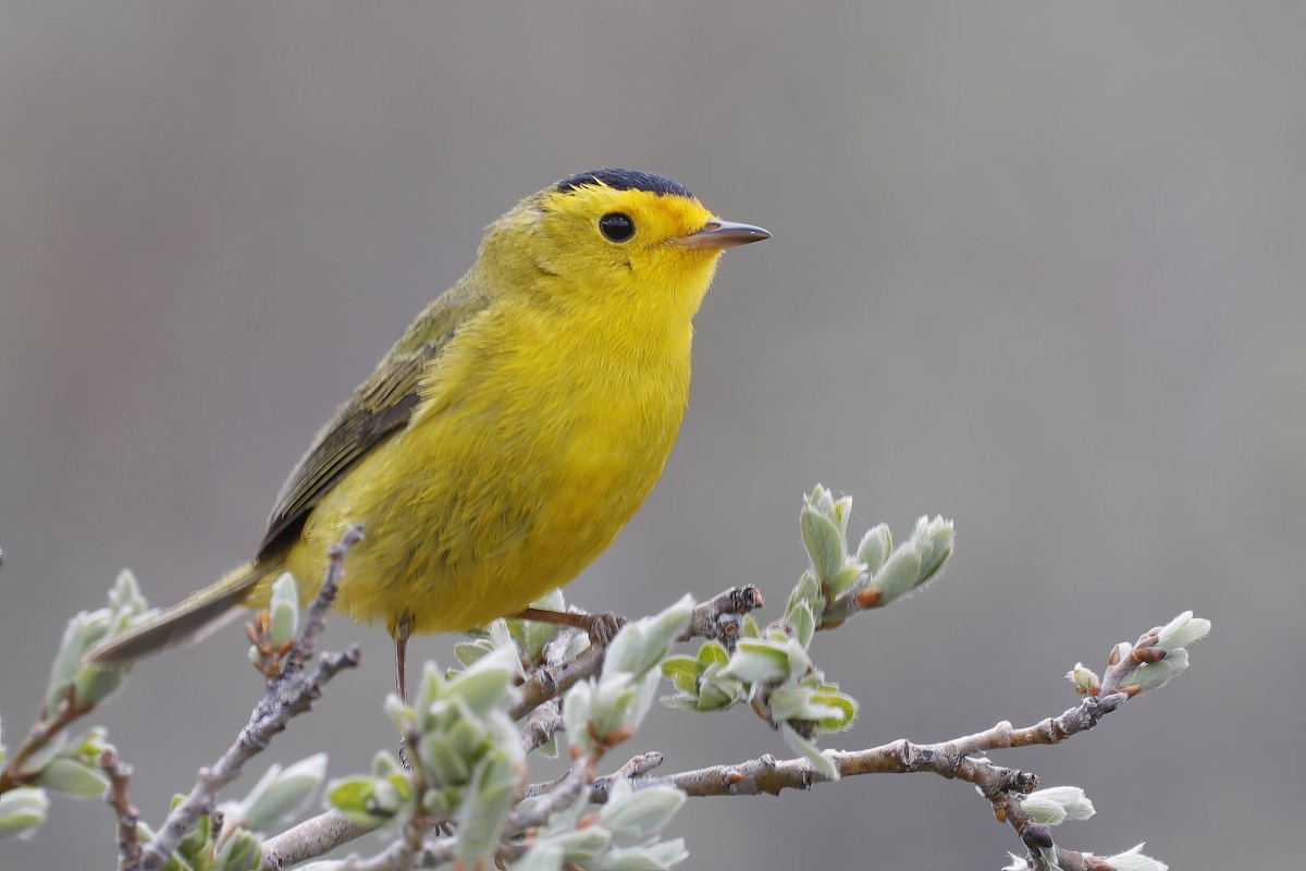 Wilson's Warbler - ML621995161