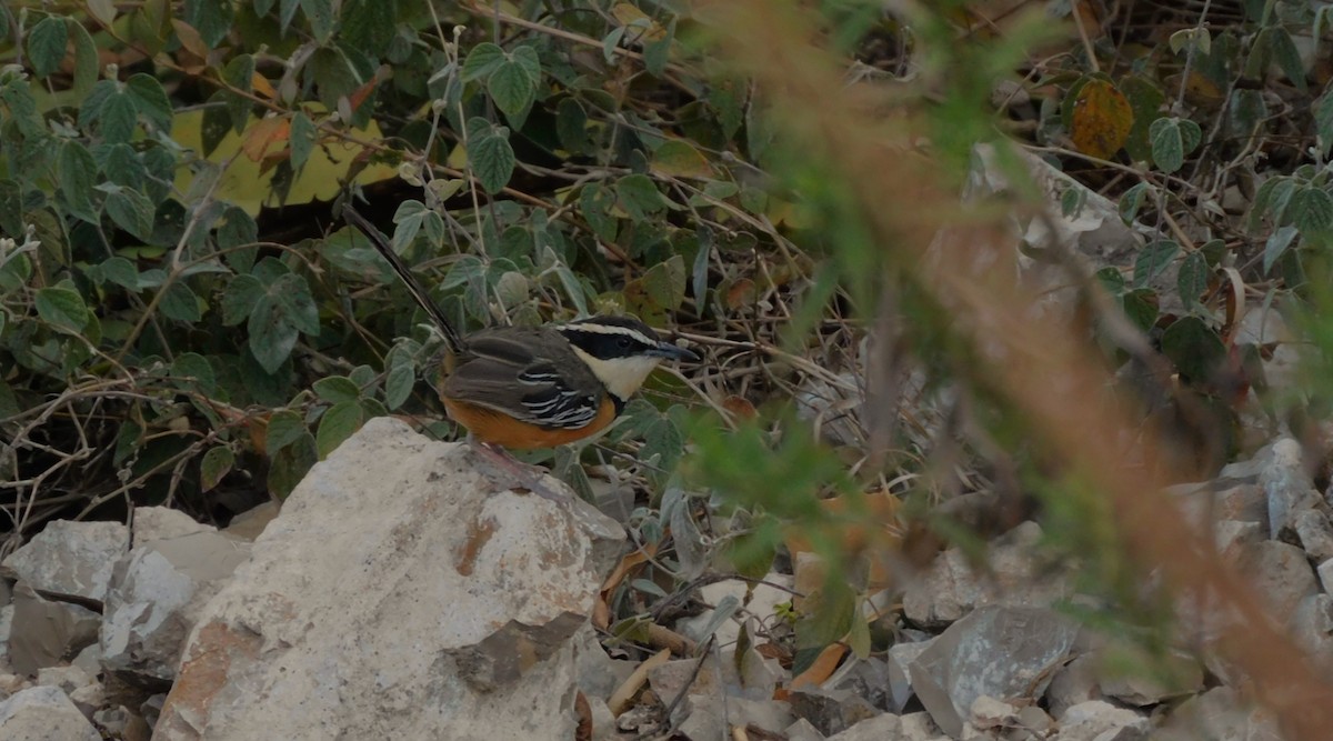 Marañon Crescentchest - Jesús Cieza www.southbirdingperu.com