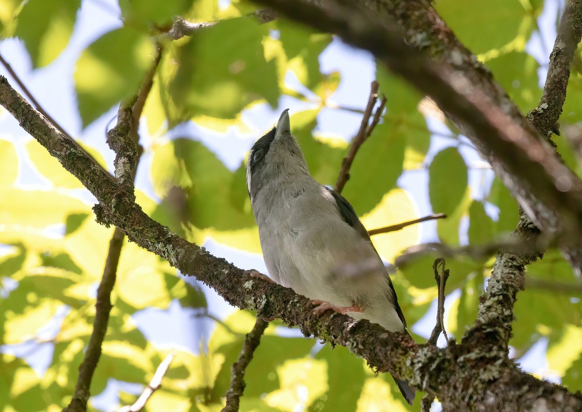 White-browed Shrike-Babbler (Gray-breasted) - ML621995242