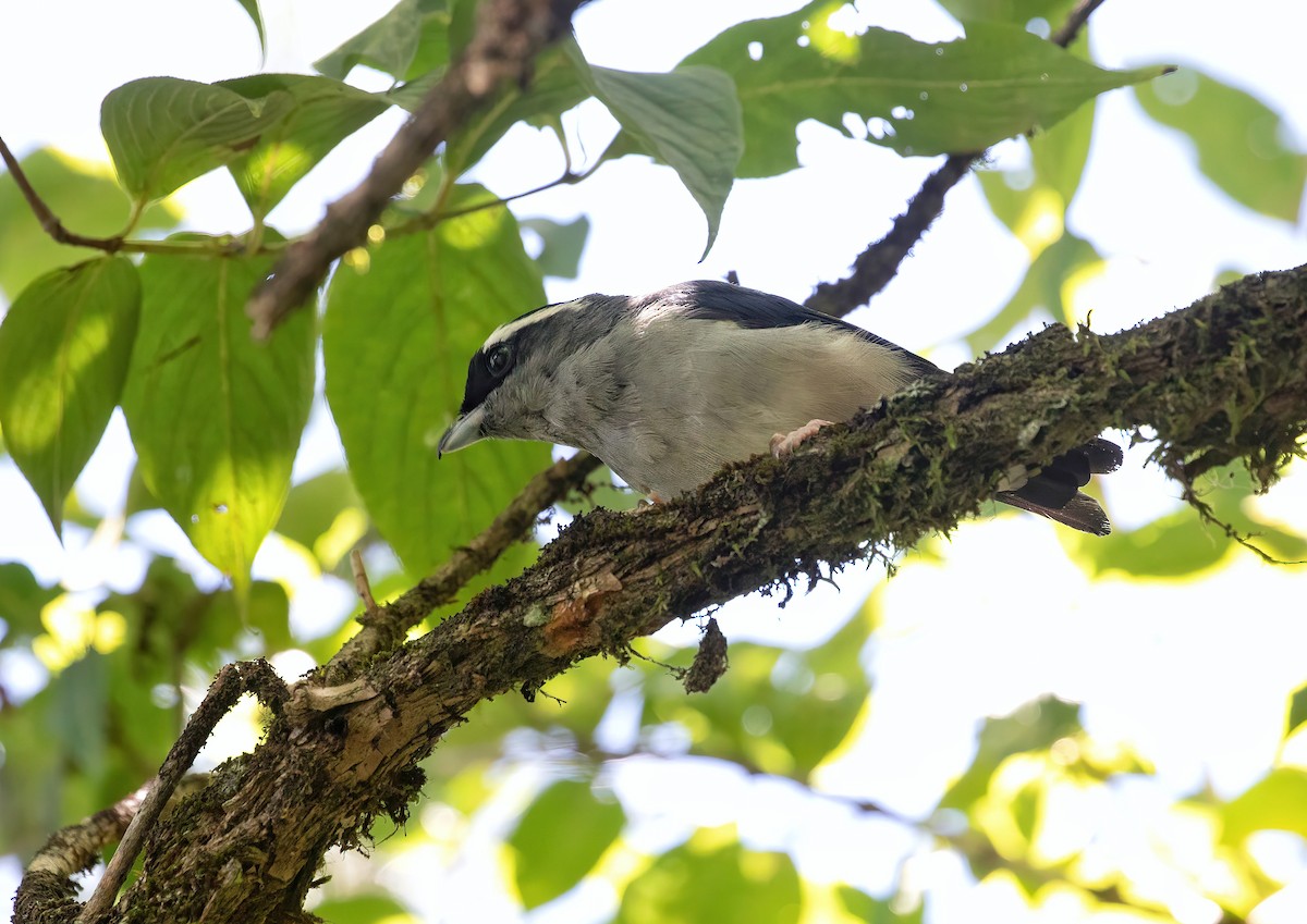 White-browed Shrike-Babbler (Gray-breasted) - ML621995243