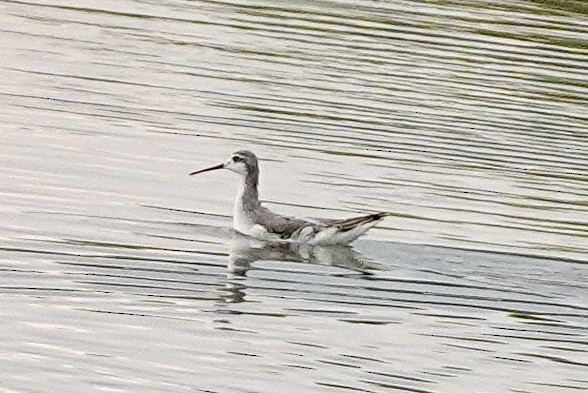 Wilson's Phalarope - ML621995255