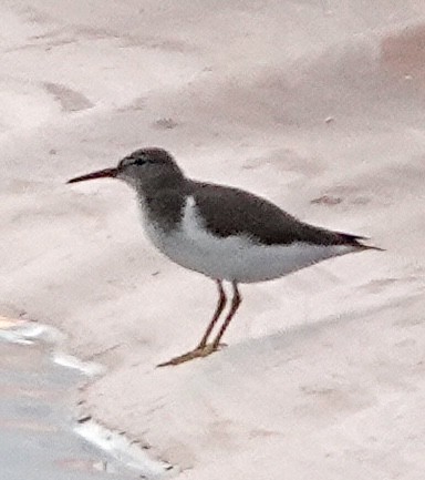 Spotted Sandpiper - ML621995258