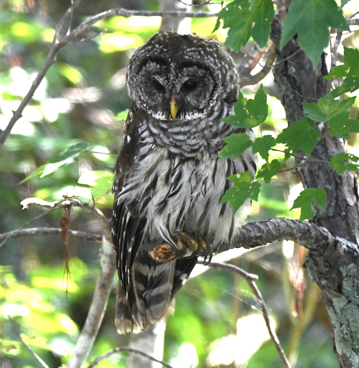 Barred Owl - ML621995278