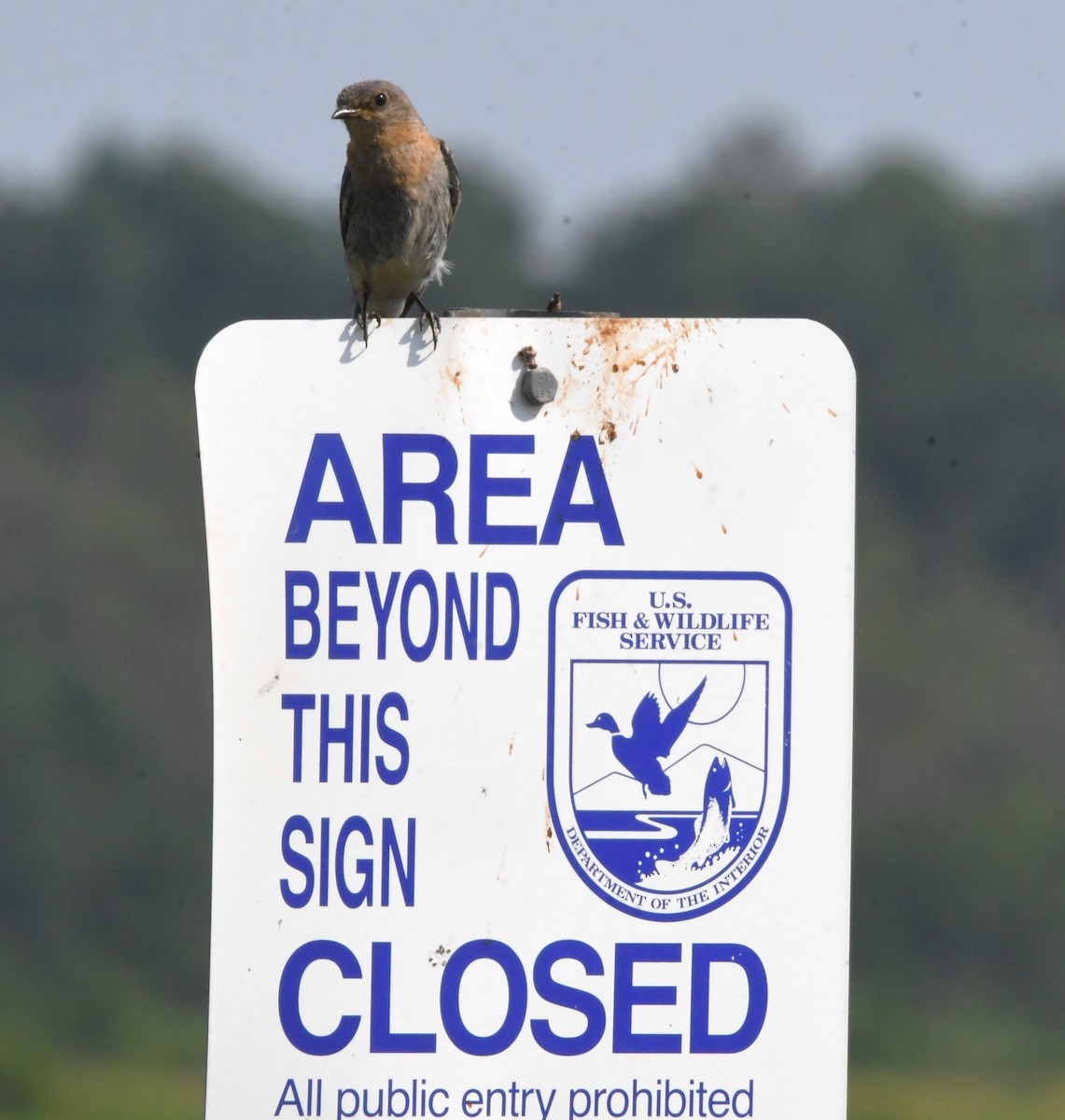 Eastern Bluebird - ML621995287