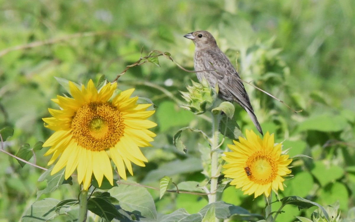 Brown-headed Cowbird - ML621995296