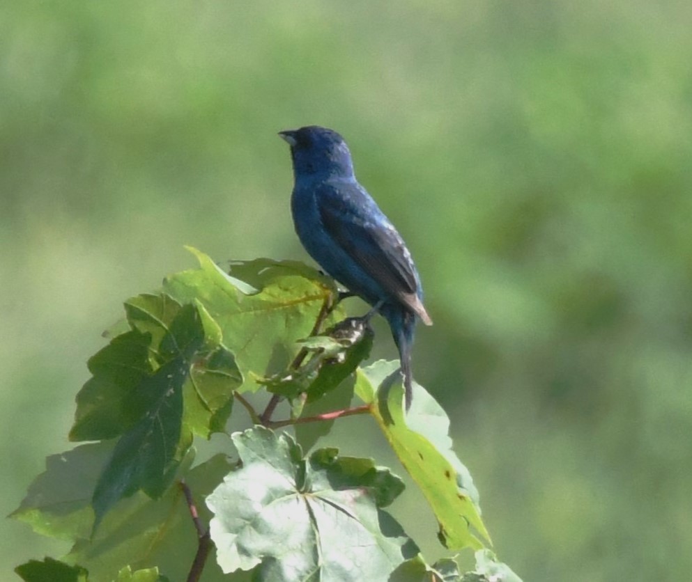 Indigo Bunting - ML621995324