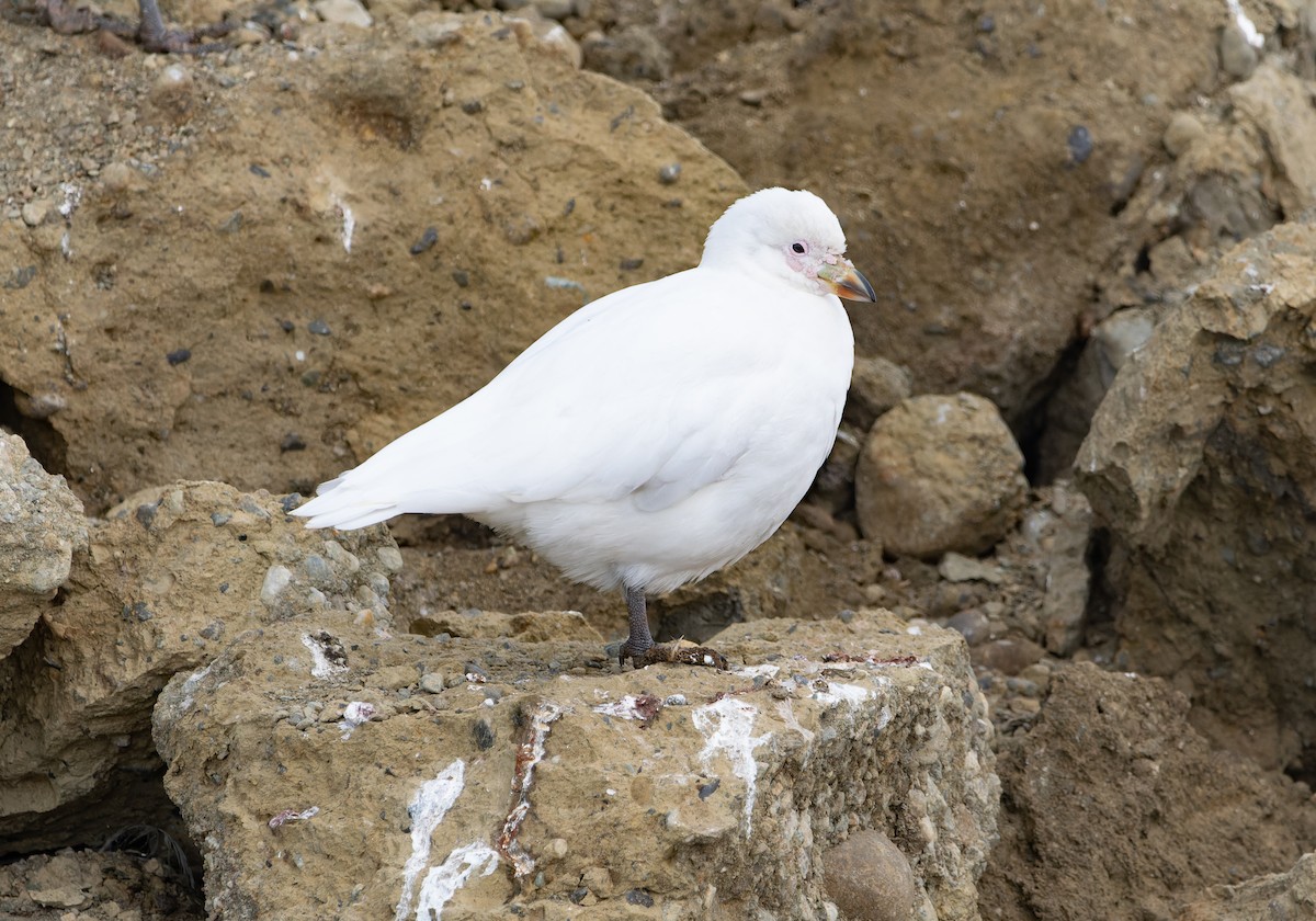 Snowy Sheathbill - ML621995417