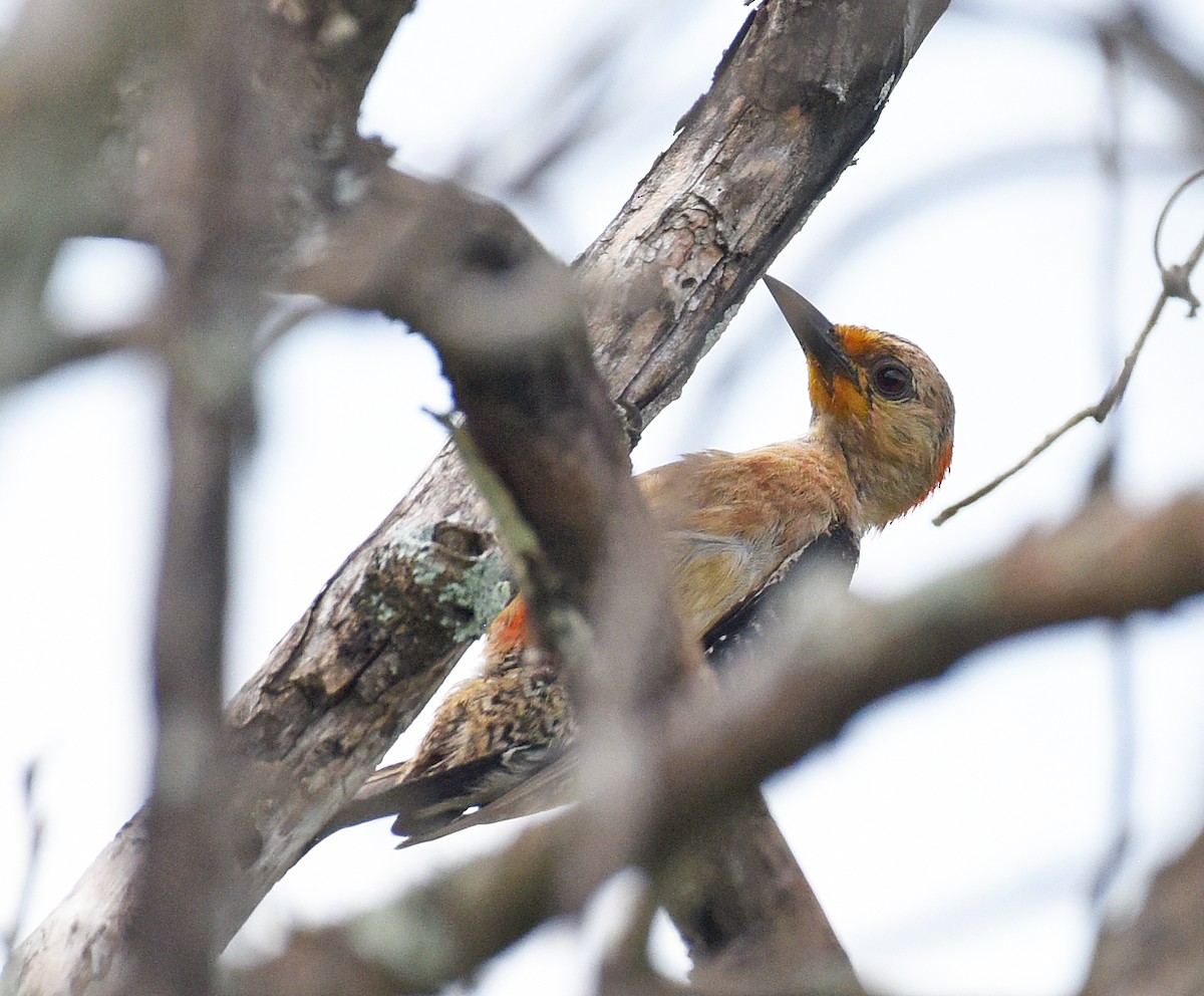 Yucatan Woodpecker - Steven Mlodinow