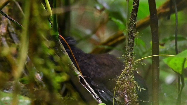 Rufous-vented Ground-Cuckoo - ML621995557