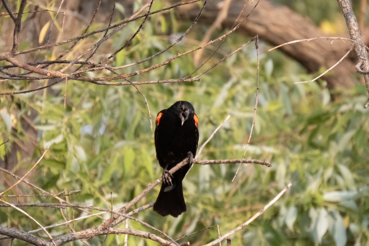 Red-winged Blackbird - ML621995560