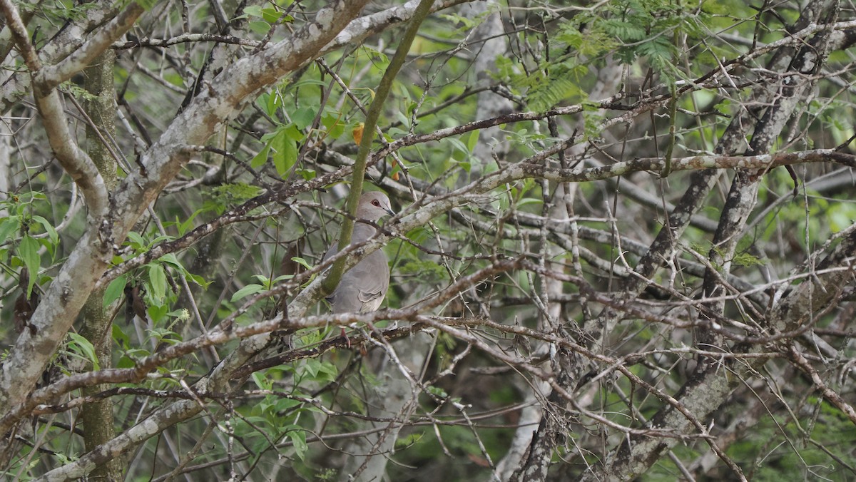 White-tipped Dove (decolor) - ML621995624