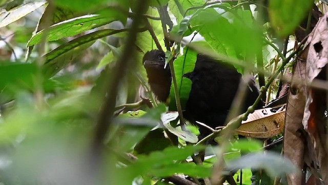 Rufous-vented Ground-Cuckoo - ML621995731