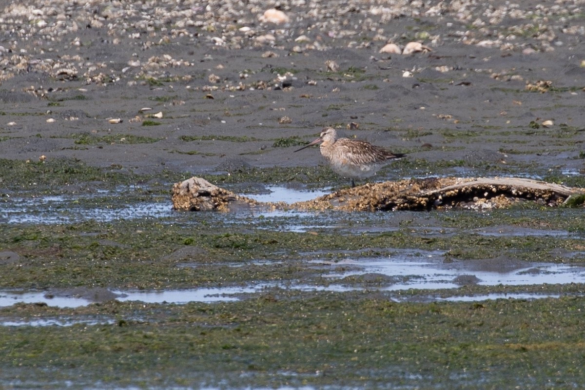 Bar-tailed Godwit - ML621995830