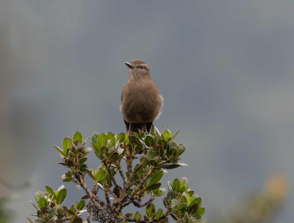 Smoky Bush-Tyrant - ML621995853