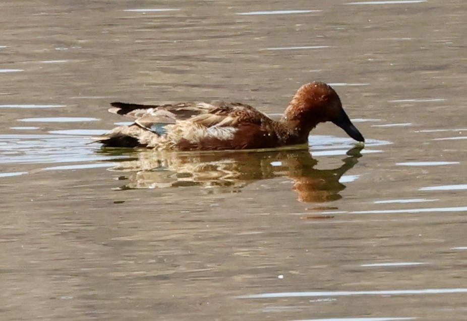 Cinnamon Teal - ML621995875