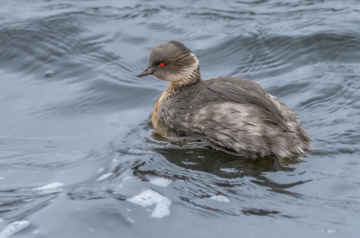 Silvery Grebe - ML621995876