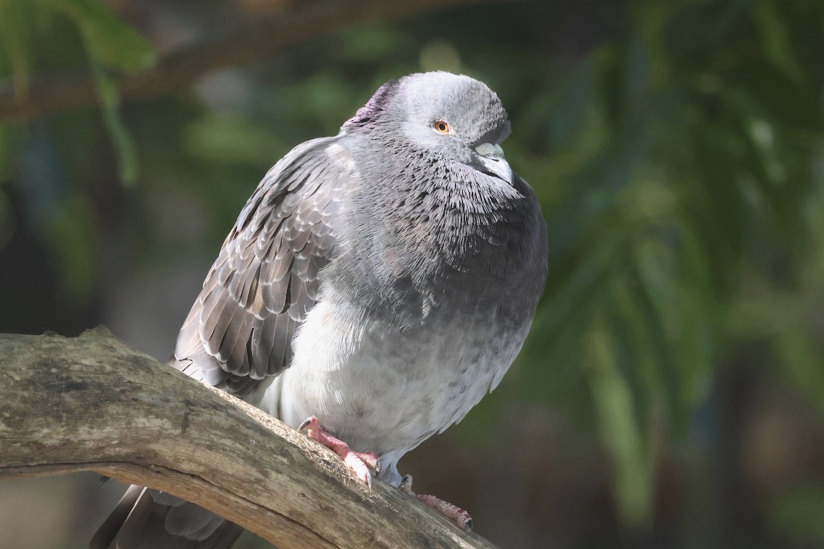 Rock Pigeon (Feral Pigeon) - ML621995921