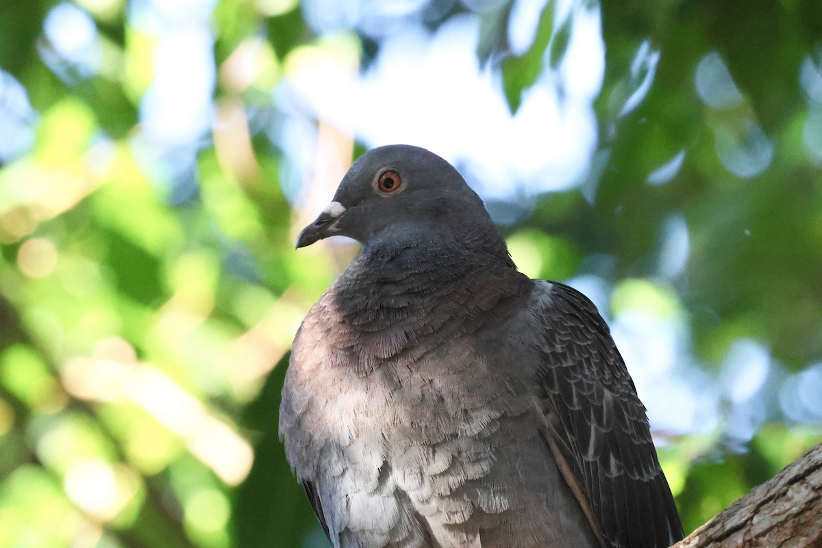 Rock Pigeon (Feral Pigeon) - ML621995922