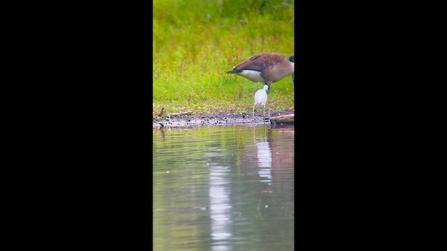 Little Blue Heron - ML621996090