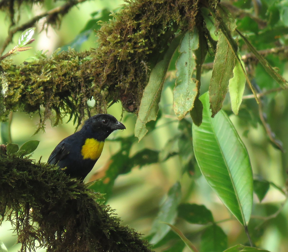 Golden-chested Tanager - Iván Lau