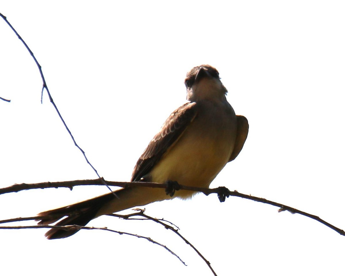Western Kingbird - ML621996126