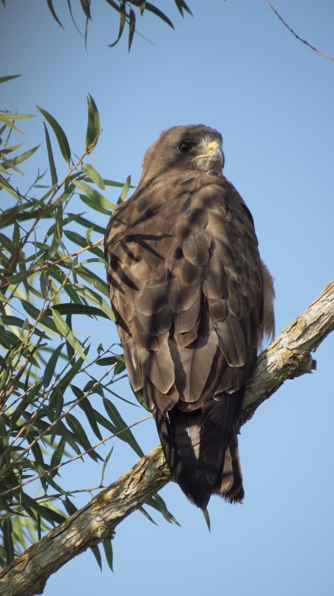 Red-tailed Hawk - ML621996137