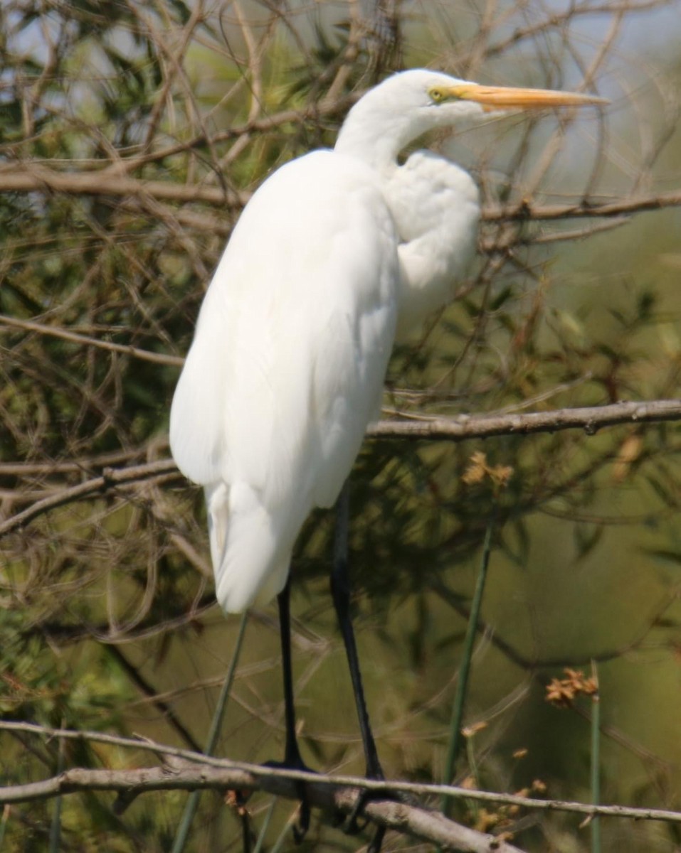 Great Egret - ML621996145