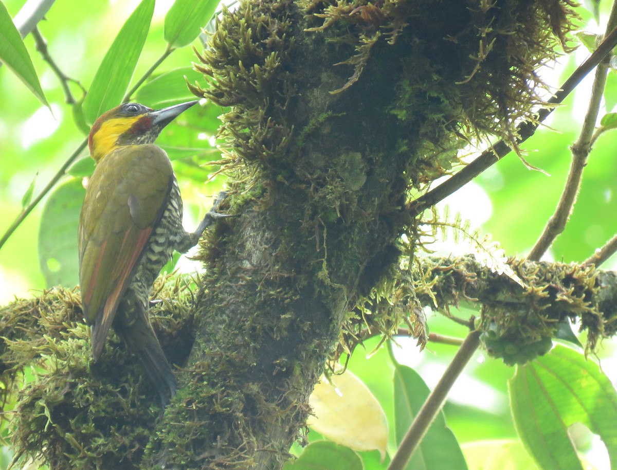 Lita Woodpecker - ML621996146