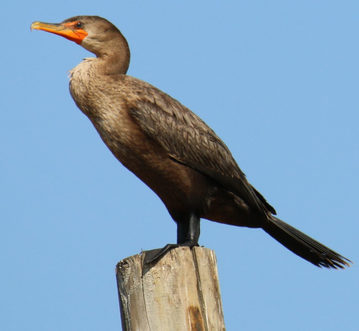 Double-crested Cormorant - ML621996163