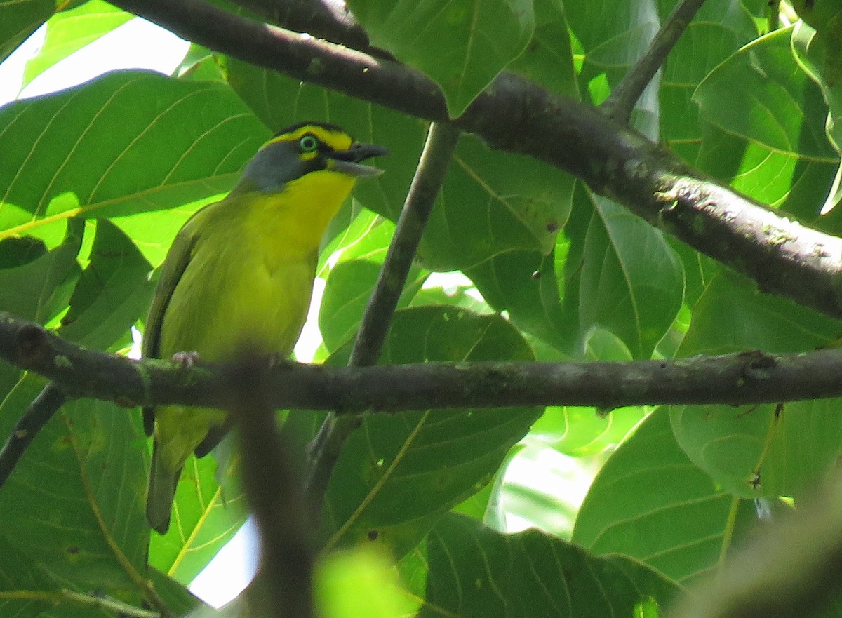 Slaty-capped Shrike-Vireo - ML621996173