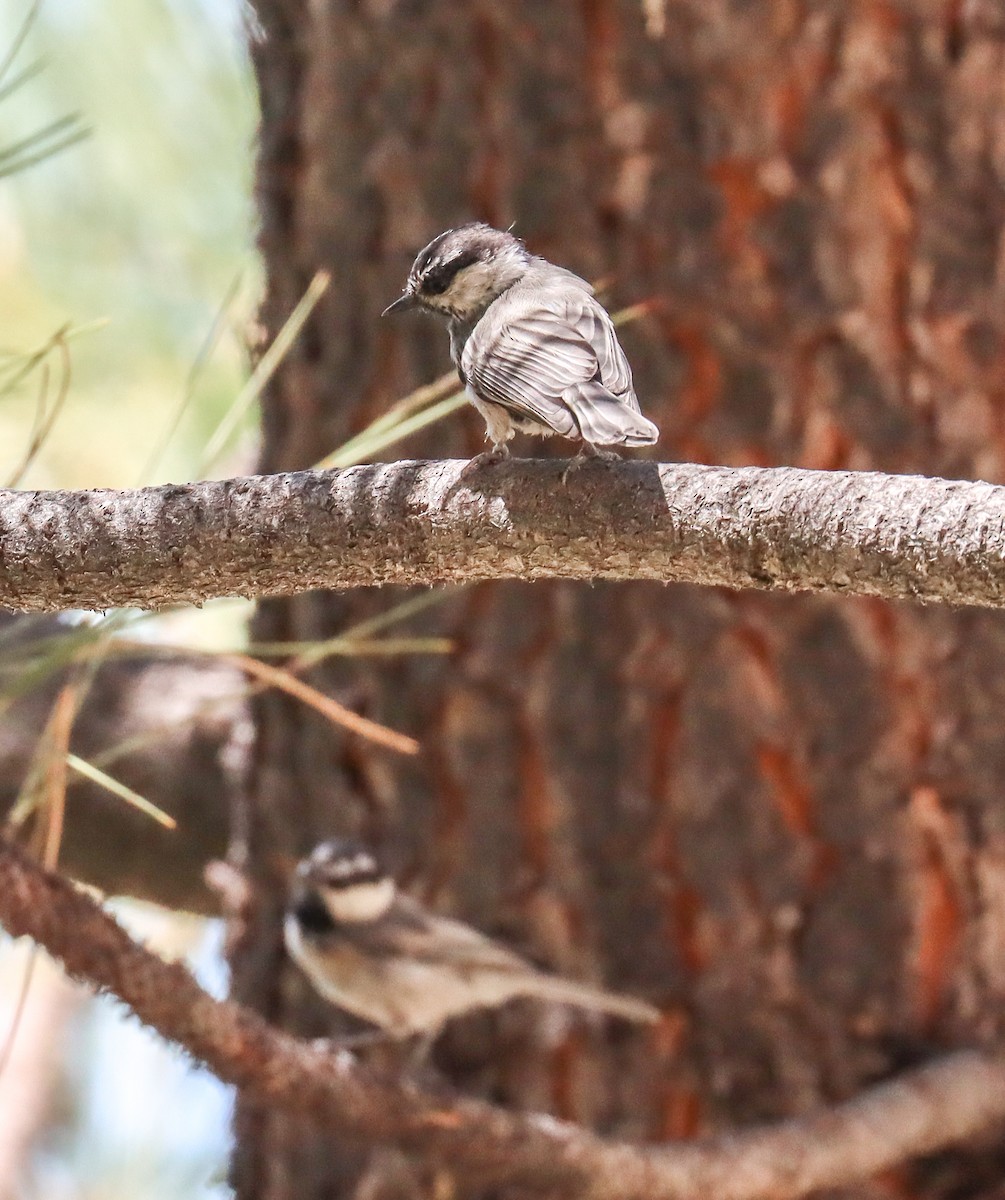 Mountain Chickadee - ML621996213