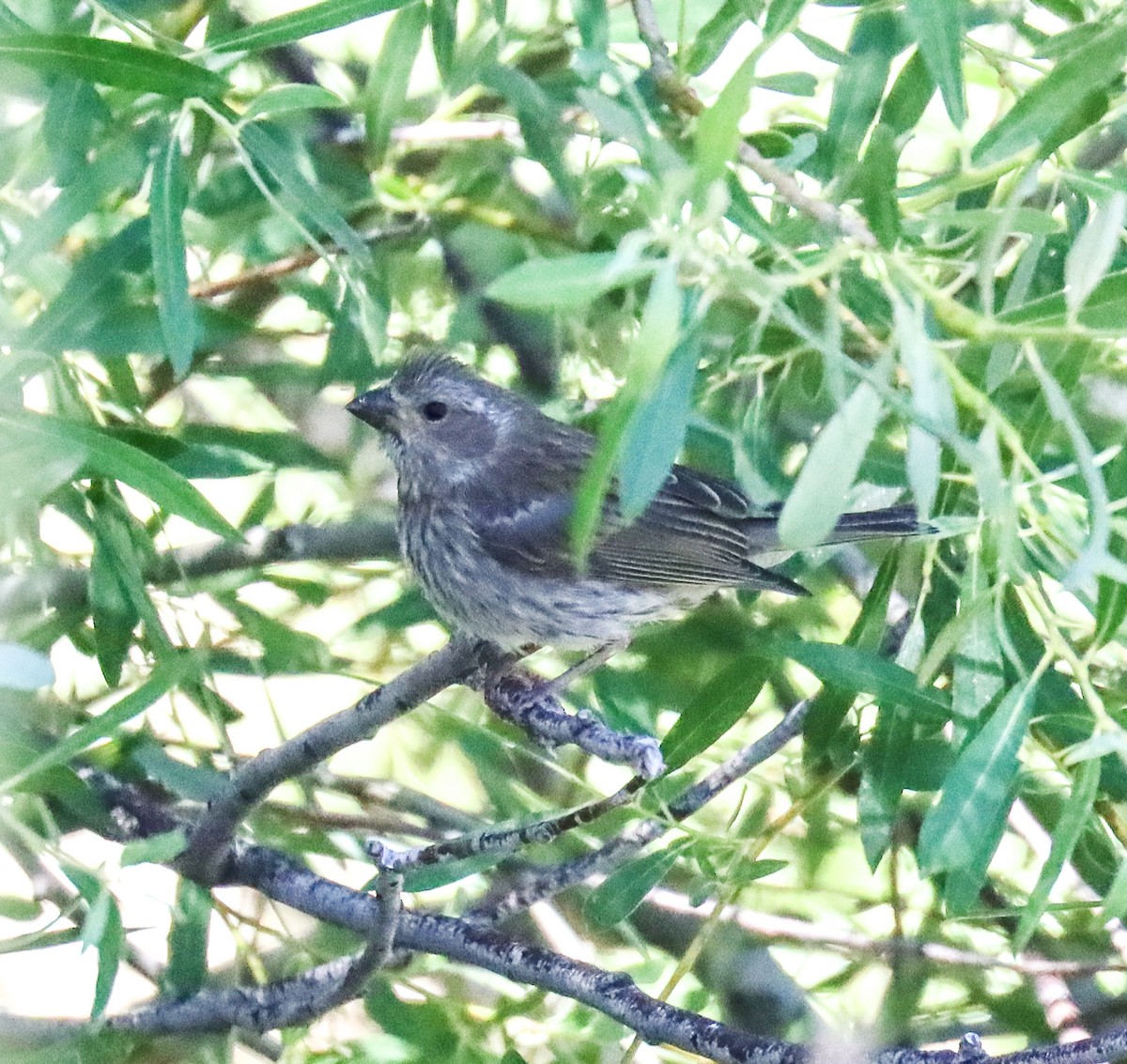 Purple Finch - ML621996230