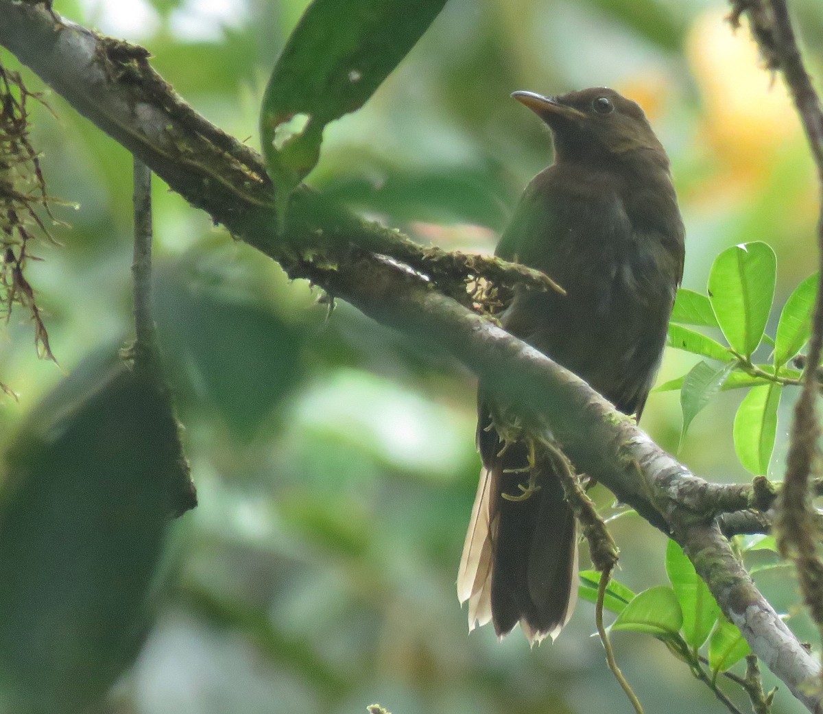 Rufous-brown Solitaire - Iván Lau